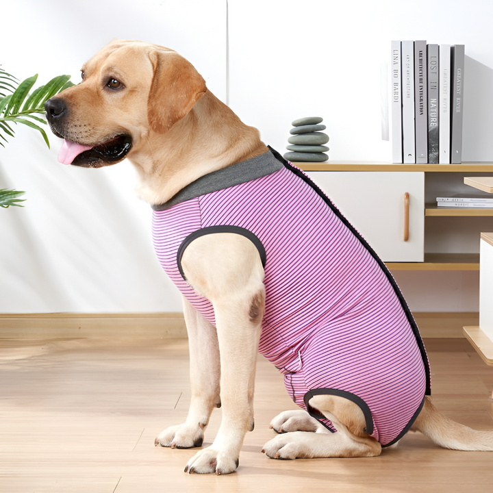 Stylish Pet Clothing for Every Season