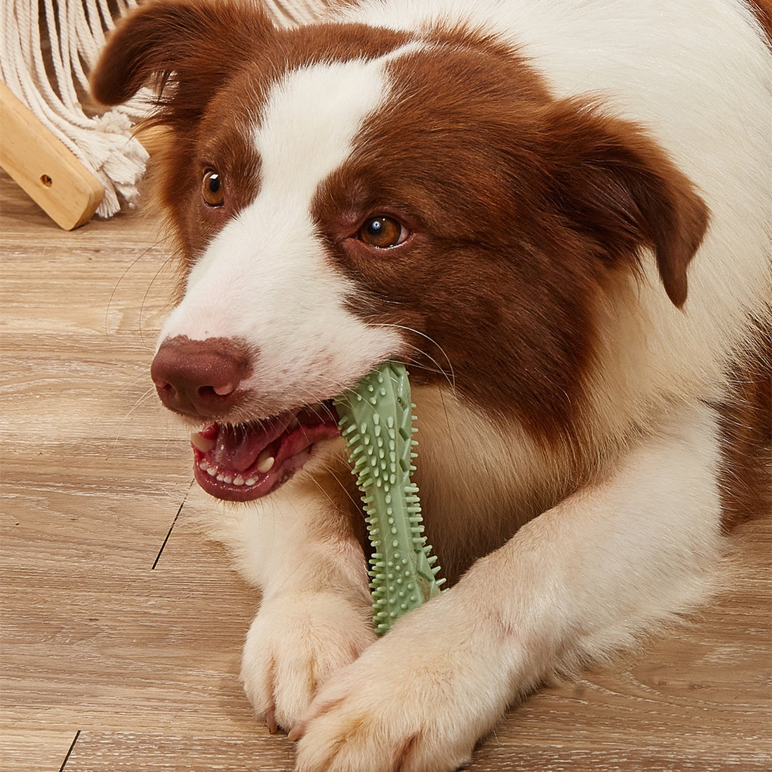 Big Dog Teeth Cleaning Chew Toys