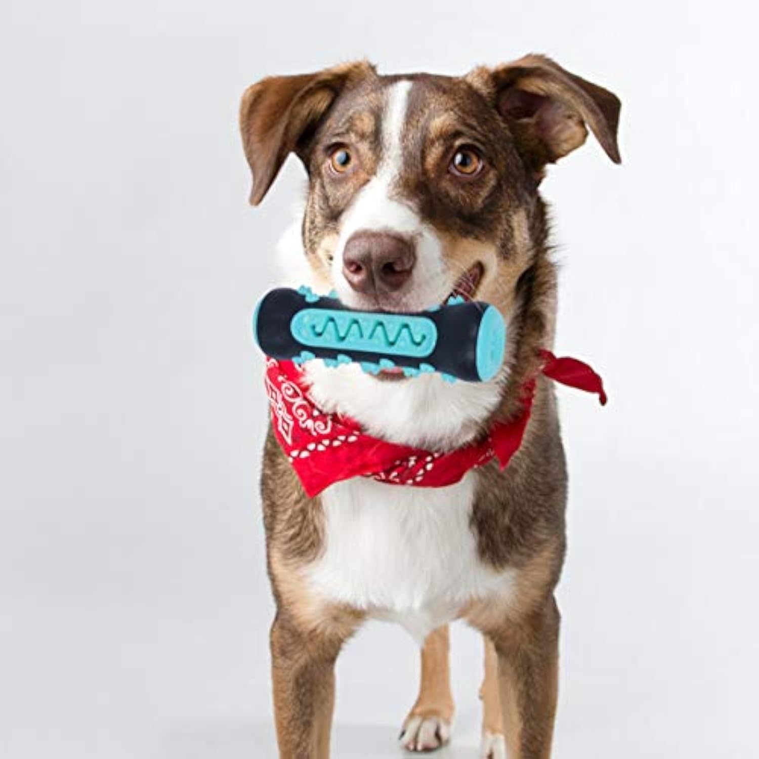 Dog Toothbrush Chew Toy
