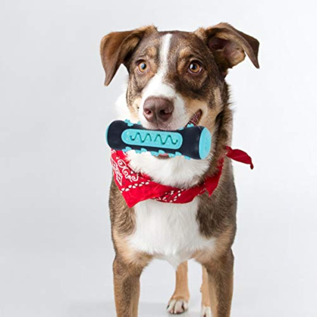 Dog Toothbrush Chew Toy
