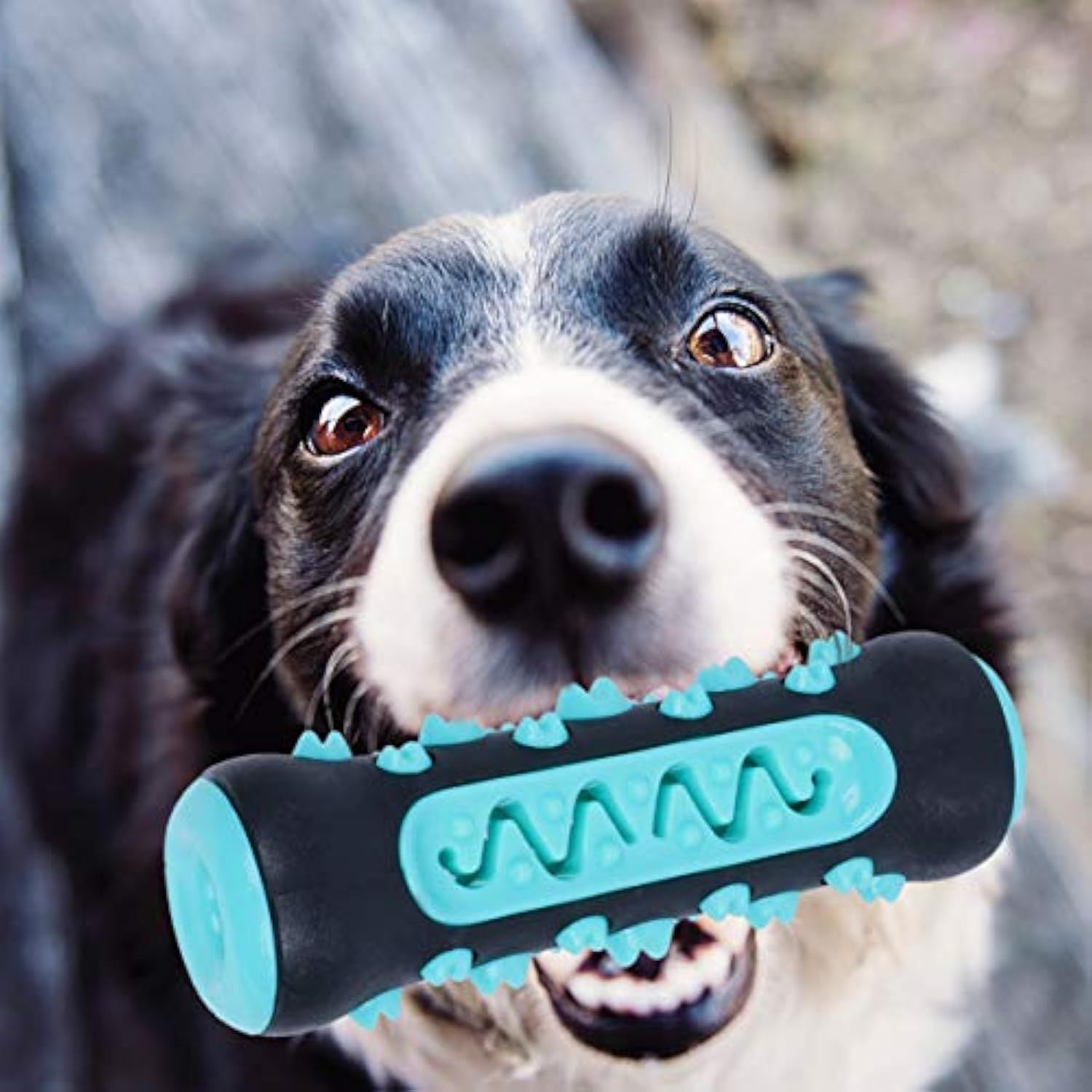 Dog Toothbrush Chew Toy